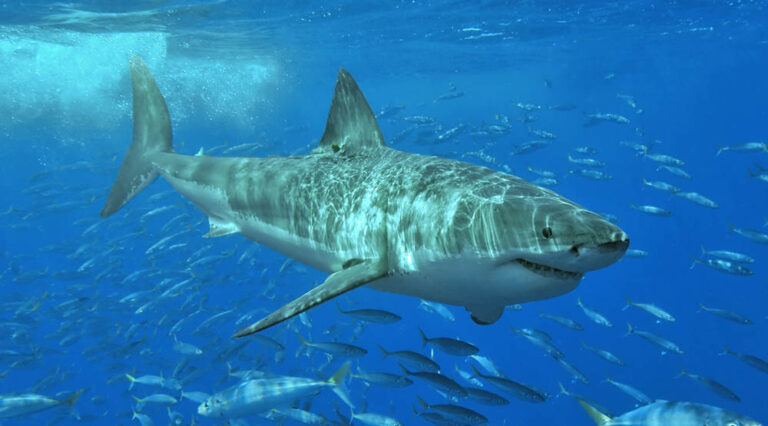 miami shark attacks